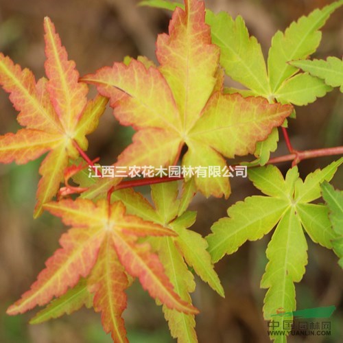 楊絮柳絮漫天飛如下暴雪，專(zhuān)家指出綠化將使用彩葉新樹(shù)種 三季紅