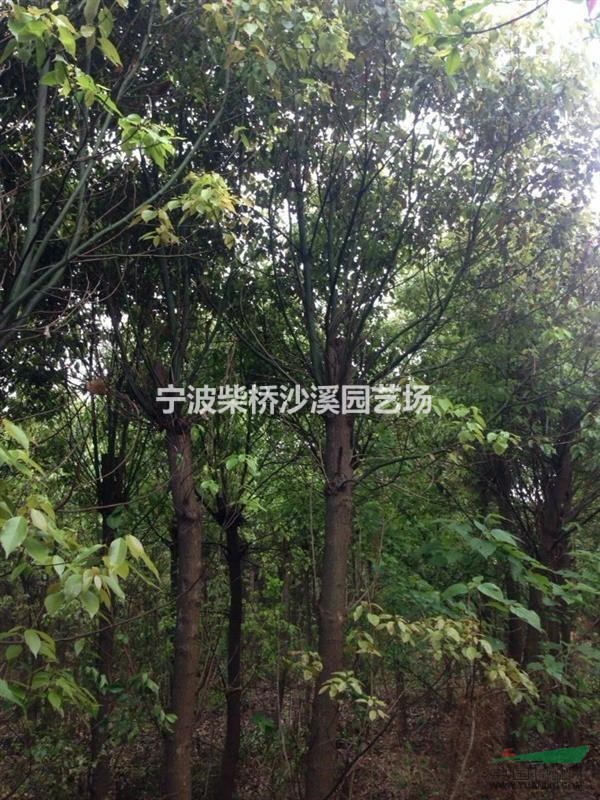 现供应一批香樟，货源在浙江宁波地区。