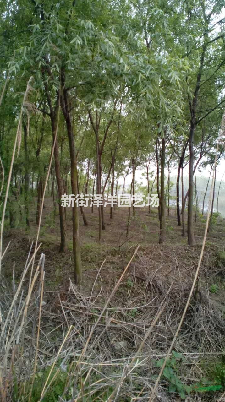 垂柳5~8公分