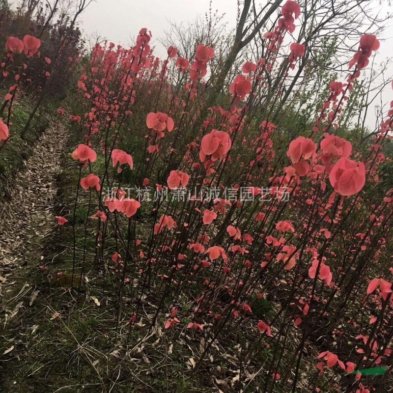 山麻桿
