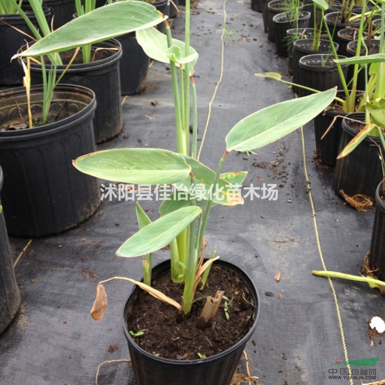 再力花 水生植物 再力花苗  水生再力花  園林綠化小區(qū)綠化