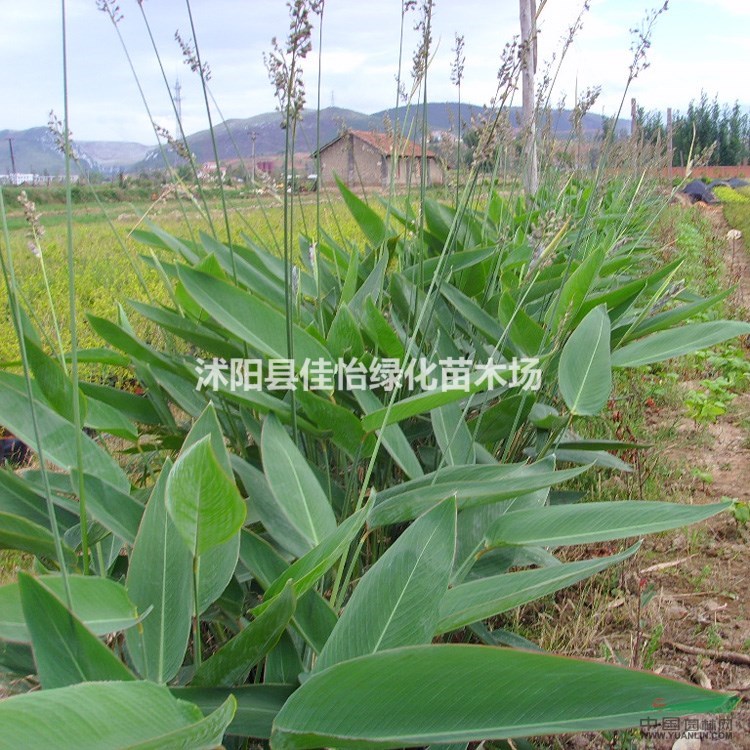 再力花 水生植物 再力花苗  水生再力花  園林綠化小區(qū)綠化