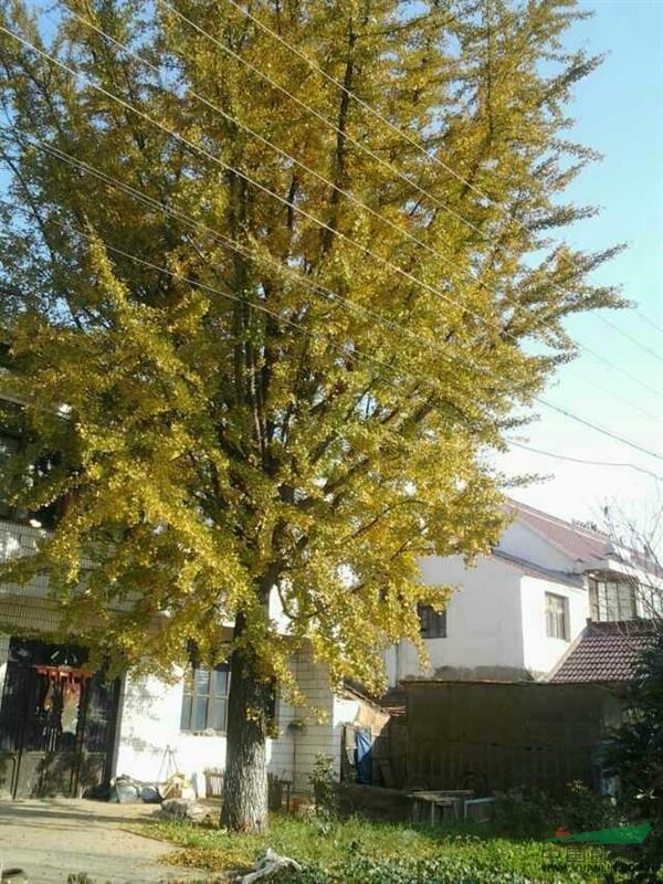 大量银杏树桂花树出售