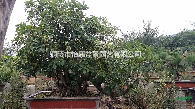 铜陵怡康盆景——桂花
