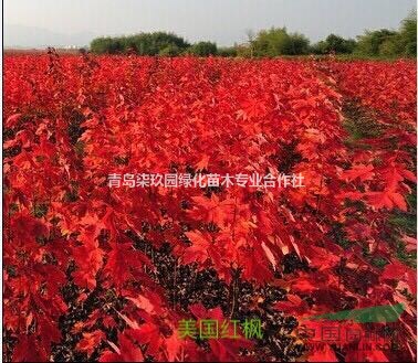 美國紅楓低價促銷，質優(yōu)價廉
