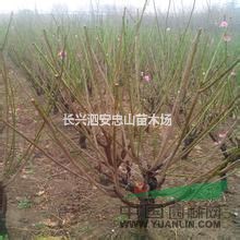 湖州低價(jià)供應(yīng)紅梅樹苗