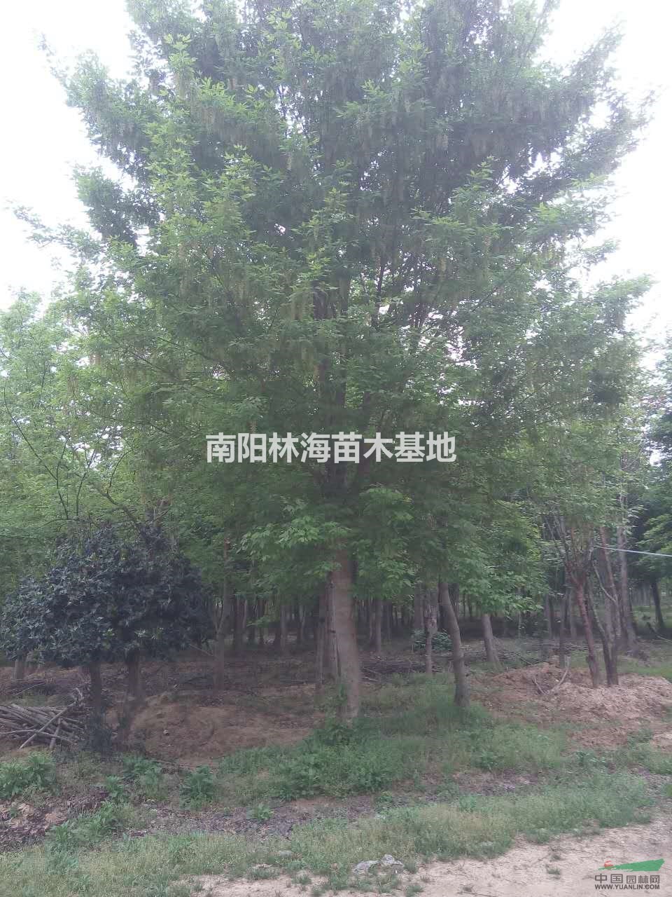 河南復(fù)葉槭低價銷售