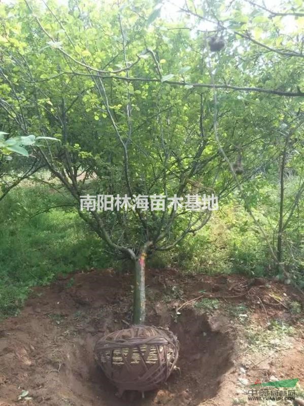 河南木瓜大量低價銷售
