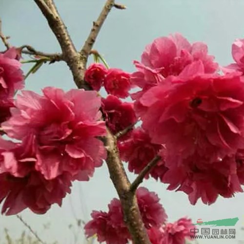 臺(tái)灣牡丹櫻-櫻花新品種栽培技術(shù)與管理養(yǎng)護(hù) 臺(tái)灣牡丹櫻價(jià)格