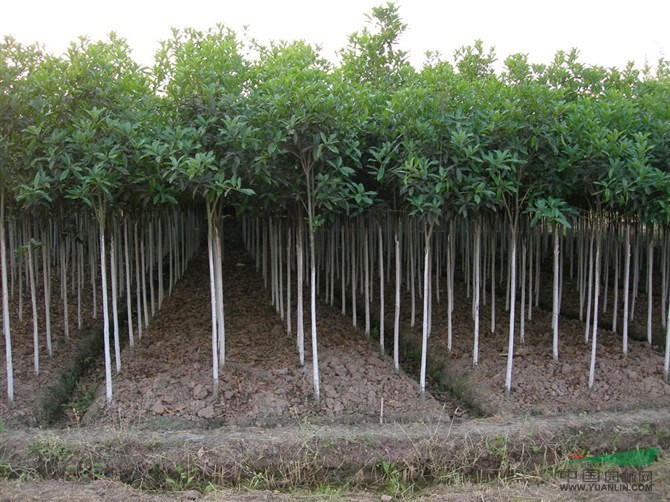 哪里有桂花小苗？-     桂花苗批發(fā) 江西大型桂花基地