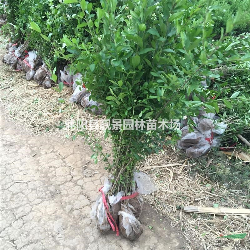 绿叶水蜡苗40公分高 绿叶水蜡绿篱苗 耐寒绿叶水蜡苗
