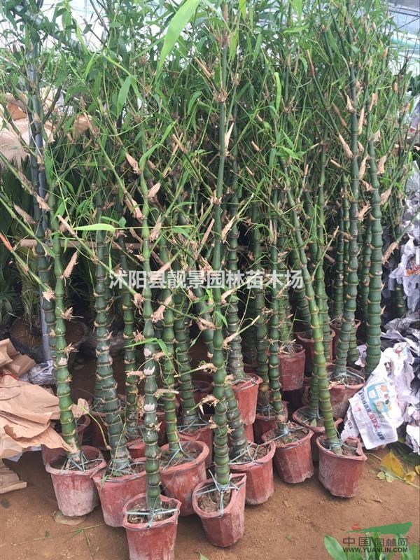 佛肚竹盆景价格，佛肚竹基地，佛肚竹5公分供应商
