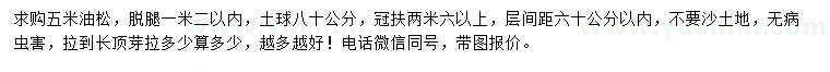 求購5米油松