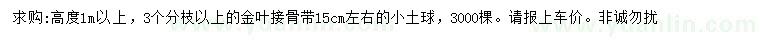求購(gòu)高1米以上金葉接骨