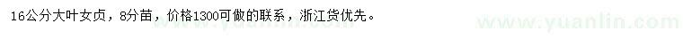 求購16公分大葉女貞