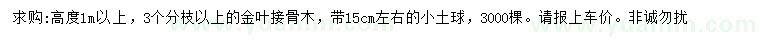 求購高1米以上金葉接骨木