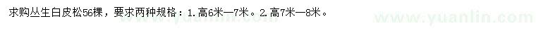 求購高6、7、8米叢生白皮松
