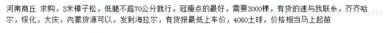 求購3米樟子松
