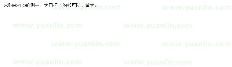 求購80-120公分側(cè)柏