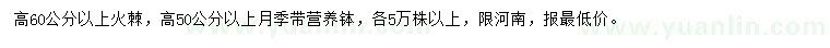 求購高60公分以上火棘、50公分以上月季