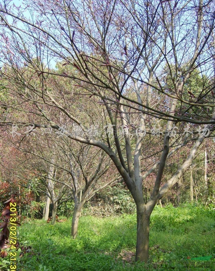 浙江苗圃红枫，规格4-14cm ,高度2-4米，全冠原生缩根苗