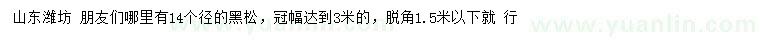 求購14公分黑松