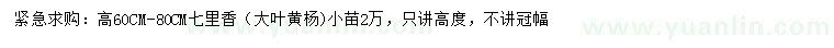 求購高60-80公分七里香（大葉黃楊)