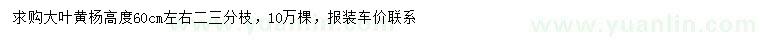 求購(gòu)高60公分左右大葉黃楊