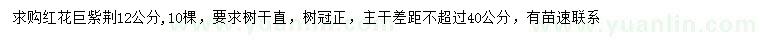 求購12公分紅花巨紫荊