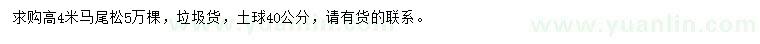 求購高4米馬尾松