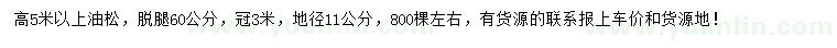 求購(gòu)高5米以上油松