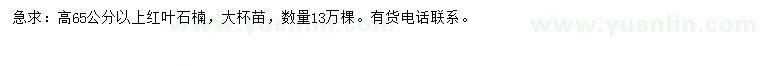 求購高65公分以上紅葉石楠