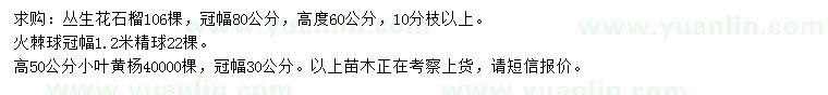 求購叢生花石榴、火棘球、小葉黃楊