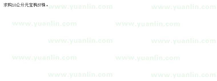 求購10公分元寶楓