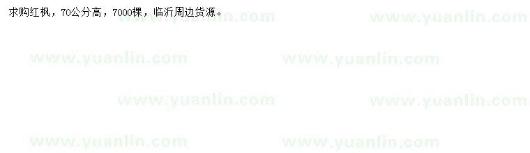求購高70公分紅楓