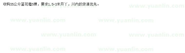 求購35公分藍(lán)花楹