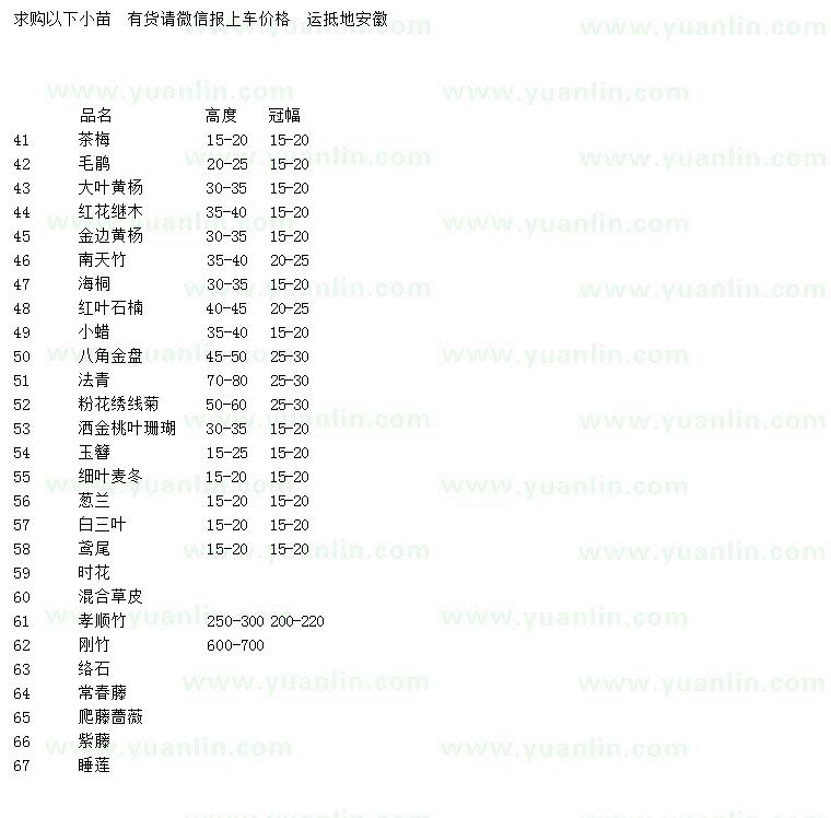 求購(gòu)法青、剛竹、八角金盤(pán)等