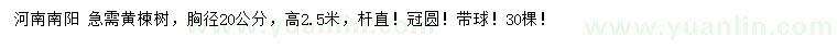 求購胸徑20公分黃楝樹