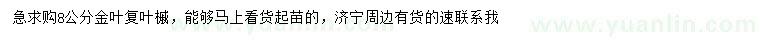 求購8公分金葉復葉槭