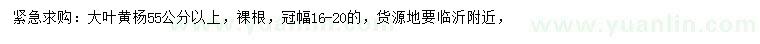 求購55公分以上大葉黃楊