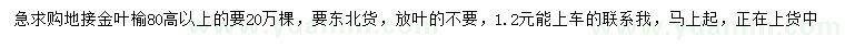 求購高80公分以上地接金葉榆