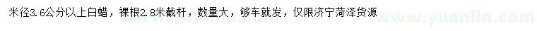 求購米徑3.6公分以上白蠟