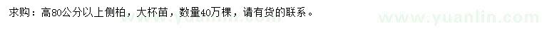 求購高80公分以上側(cè)柏