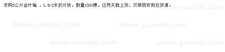 求購5公分金葉榆
