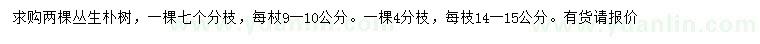 求購(gòu)叢生樸樹