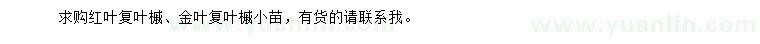 求購(gòu)紅葉復(fù)葉槭、金葉復(fù)葉槭小苗