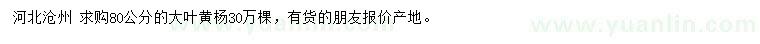 求購80公分大葉黃楊