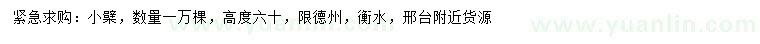 求購高60公分小檗