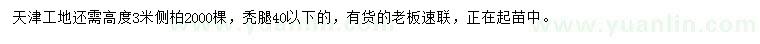 求購高度3米側柏