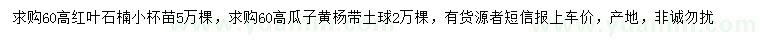 求購高60公分紅葉石楠、瓜子黃楊